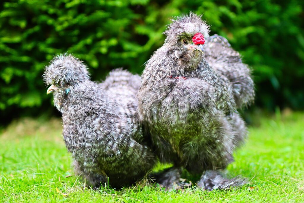 Silky and fluffy chicken