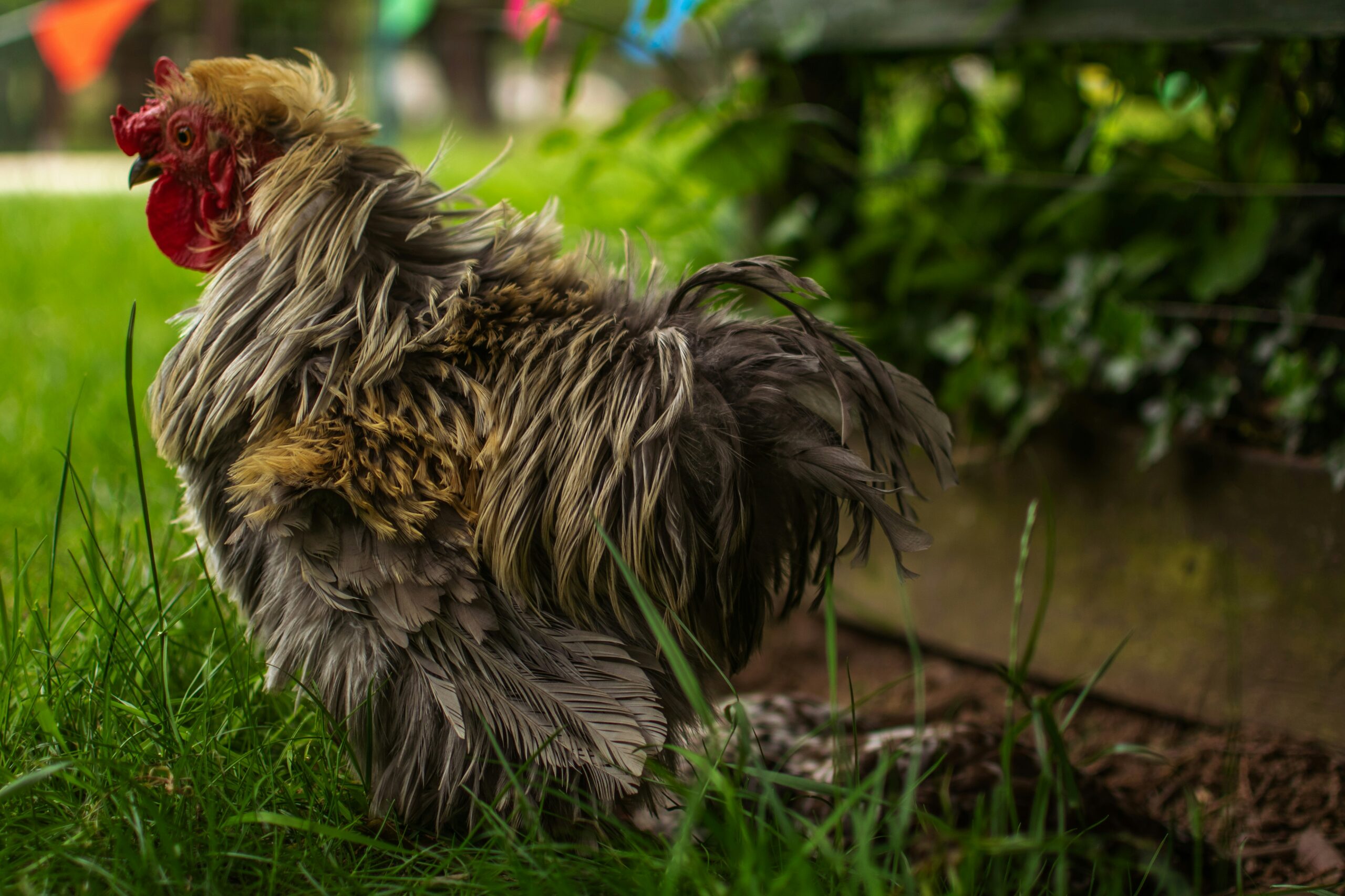 brown and black rooster on green grass during daytime