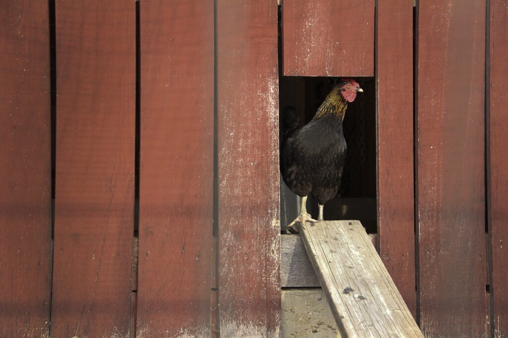 Chicken in a coop