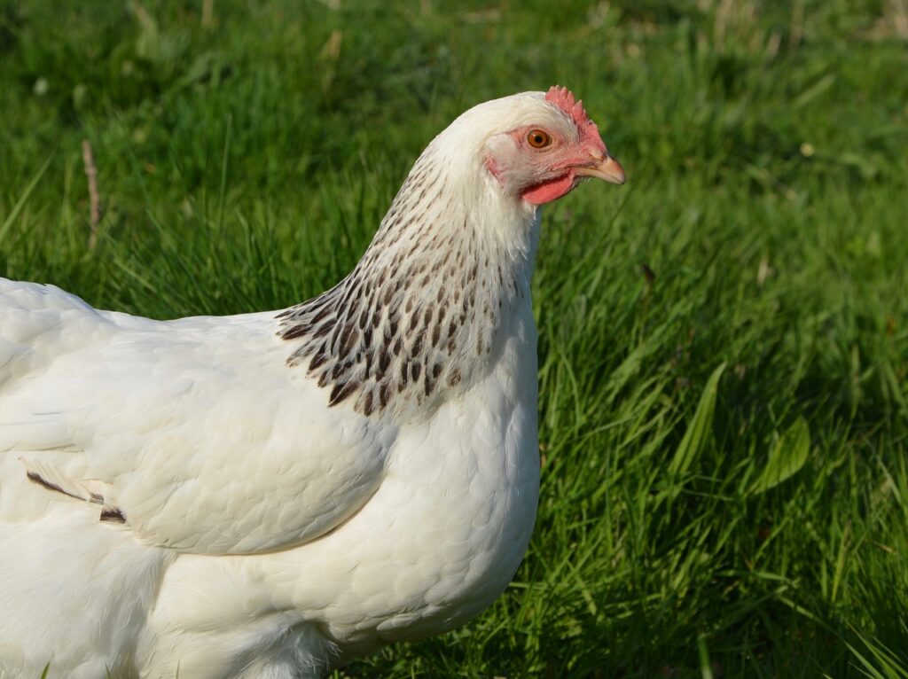 chicken, laying hen, domestic animal-2729941.jpg