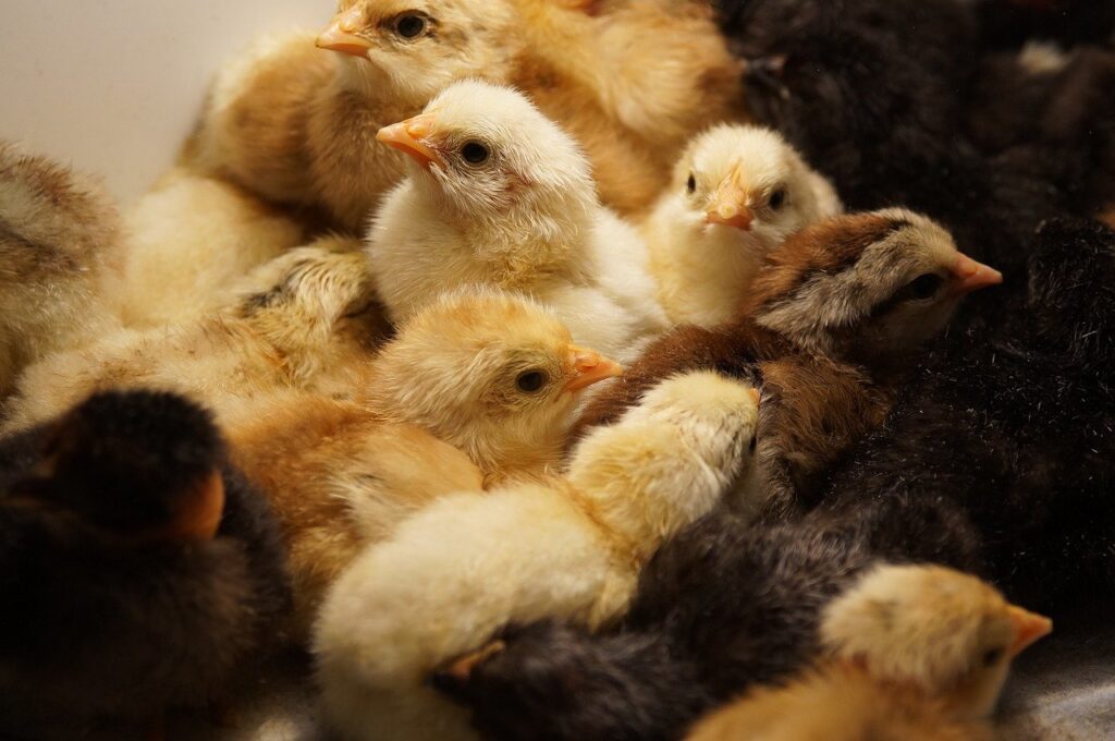 chickens, incubator, brood-7763394.jpg