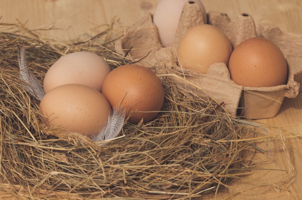 nest, chicken eggs, brown-4816101.jpg