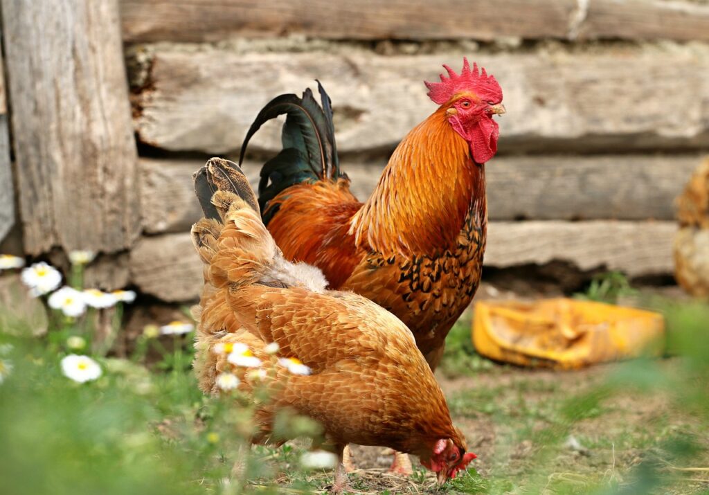 rooster, chicken, nature