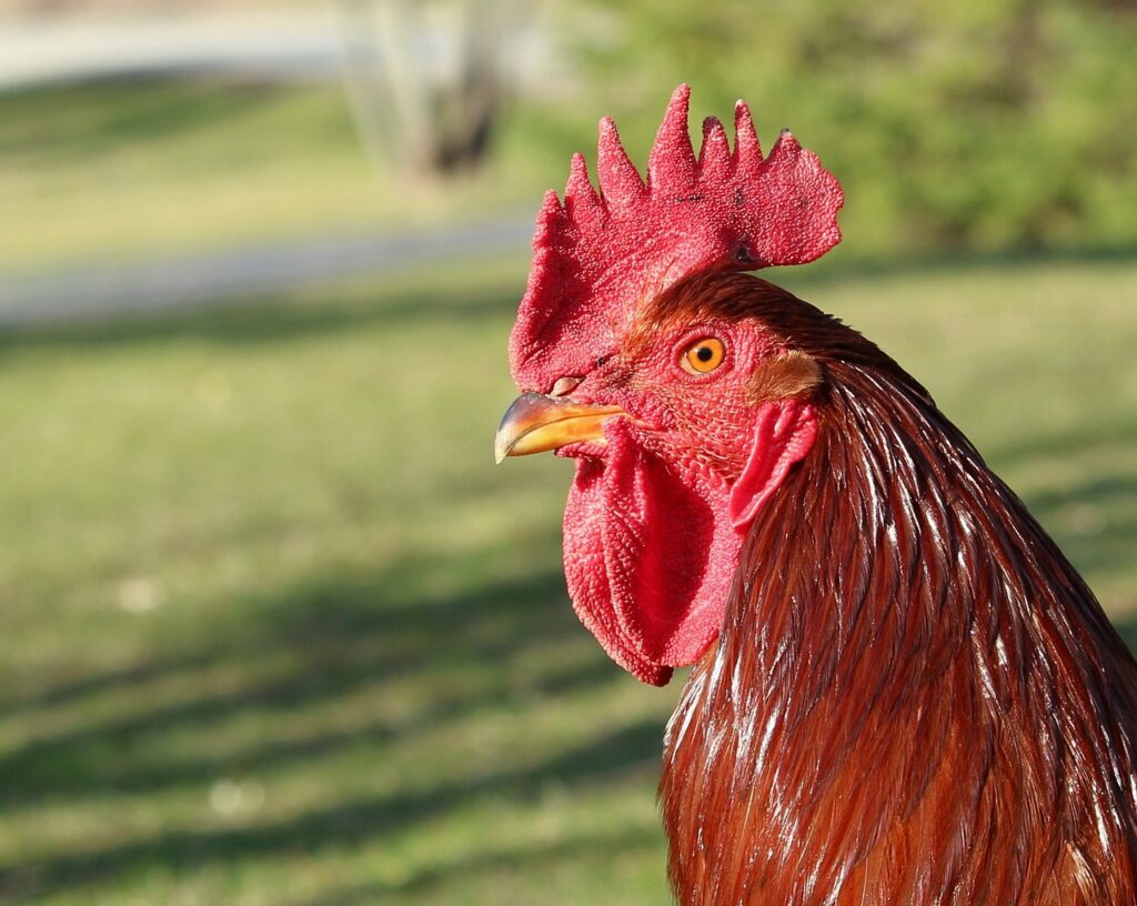 Rhode Island Red Chicken Breed