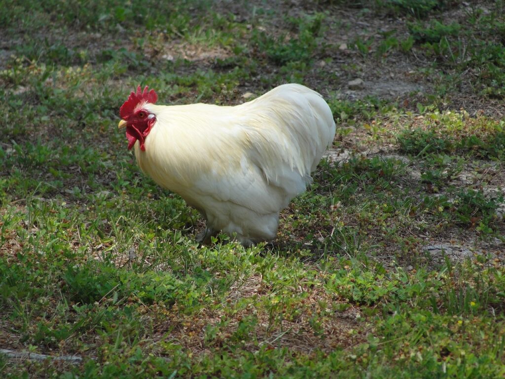 chicken, leghorn, agriculture-1339310.jpg