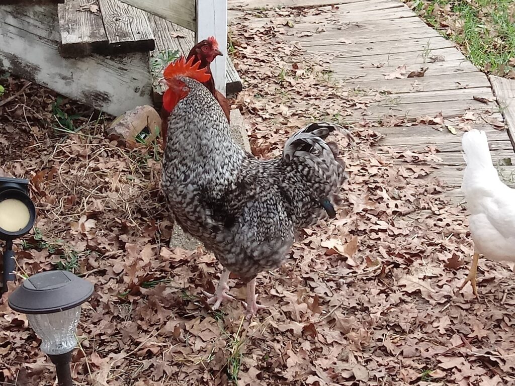 Plymouth Rock chicken breed