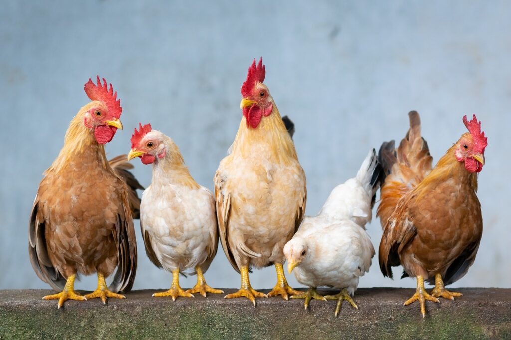 Get started on keeping chicken