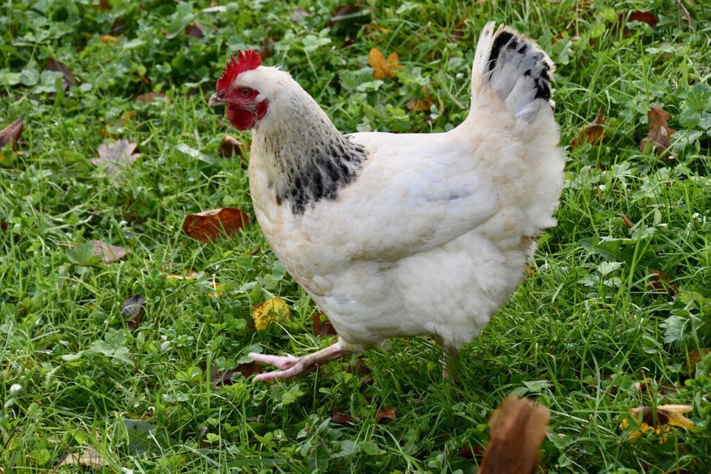 chicken, white hen, race hen sussex